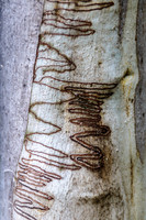 Scribbly Gum