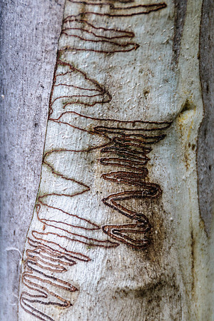 Scribbly Gum
