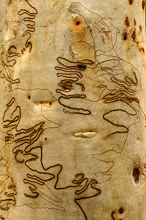 Bark