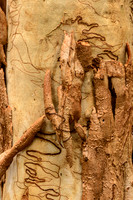Bark