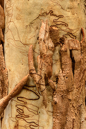 Bark