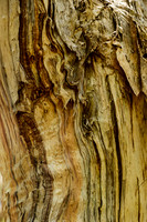 Bark