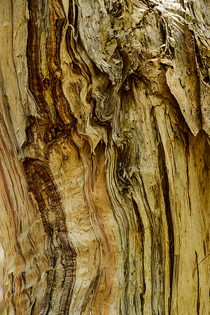 Bark