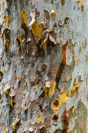 Bark