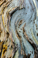 Bark