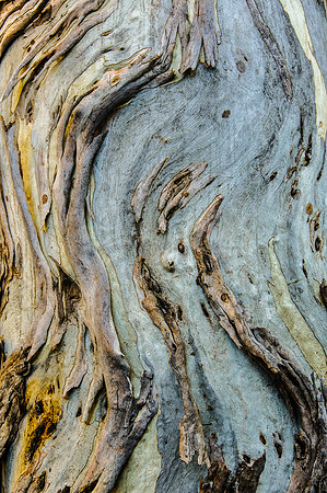 Bark