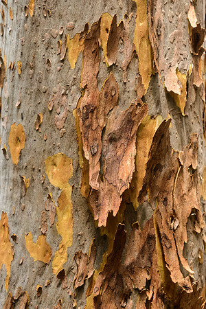 Bark