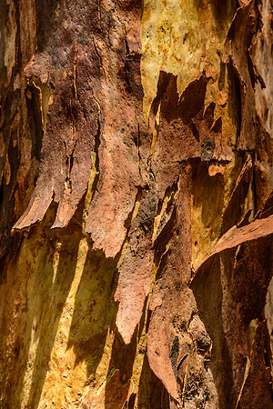 Bark