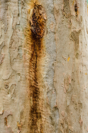 Bark