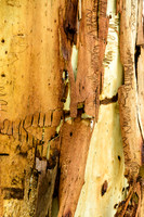 Bark