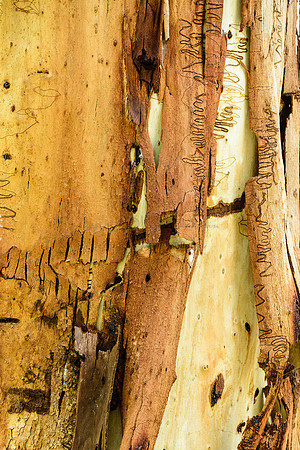 Bark