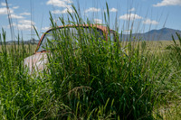 A car in the wild