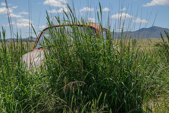 A car in the wild
