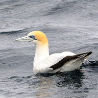 Australasian Gannet