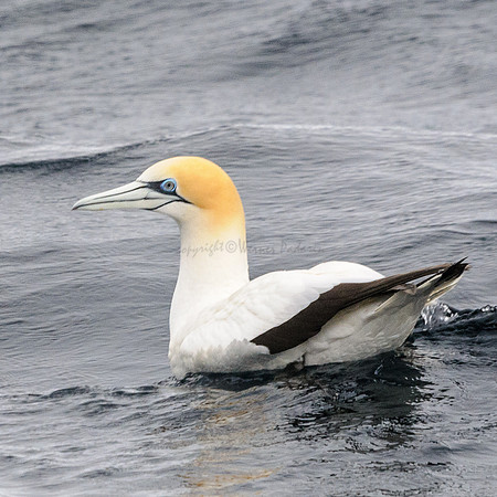 Australasian Gannet