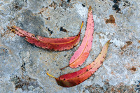 Leaves
