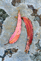 Leaves