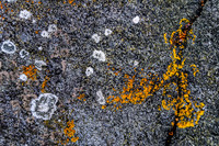 Lichen