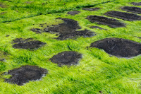 Moss
