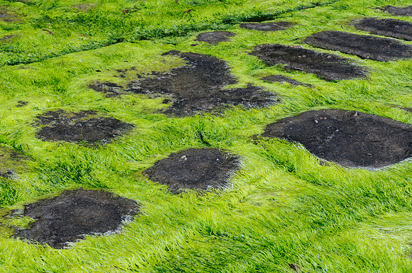 Moss