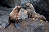 Australian Seals