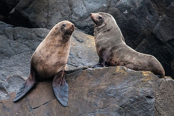 Australian Seals