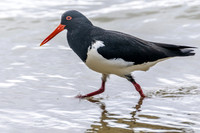 Oystercatcher