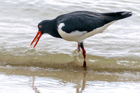 Oystercatcher