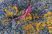 Leaf & Lichen