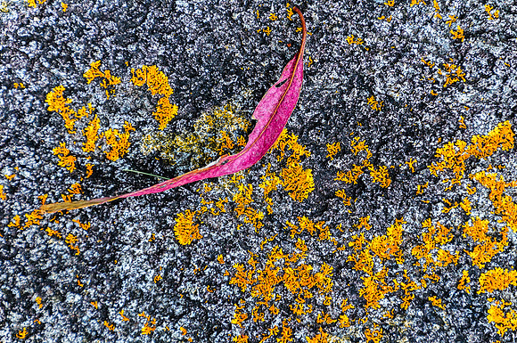 Leaf & Lichen