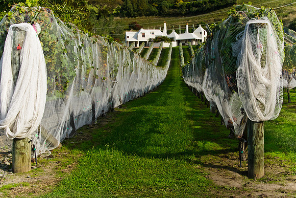 Hawkes Bay Vinyard