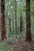 Norfolk Island scenery