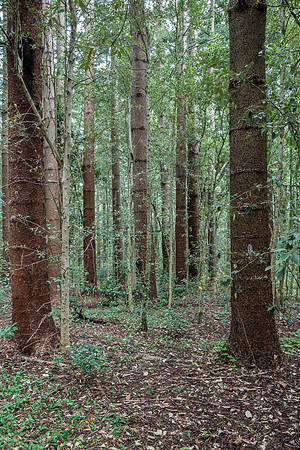 Pines