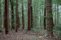 Pines