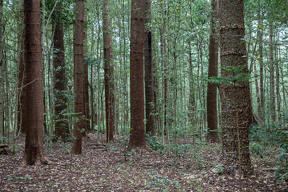 Pines