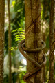 Mt Tamborine