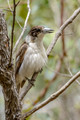 Mt Coolum NP