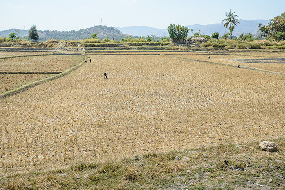 Rice Fields